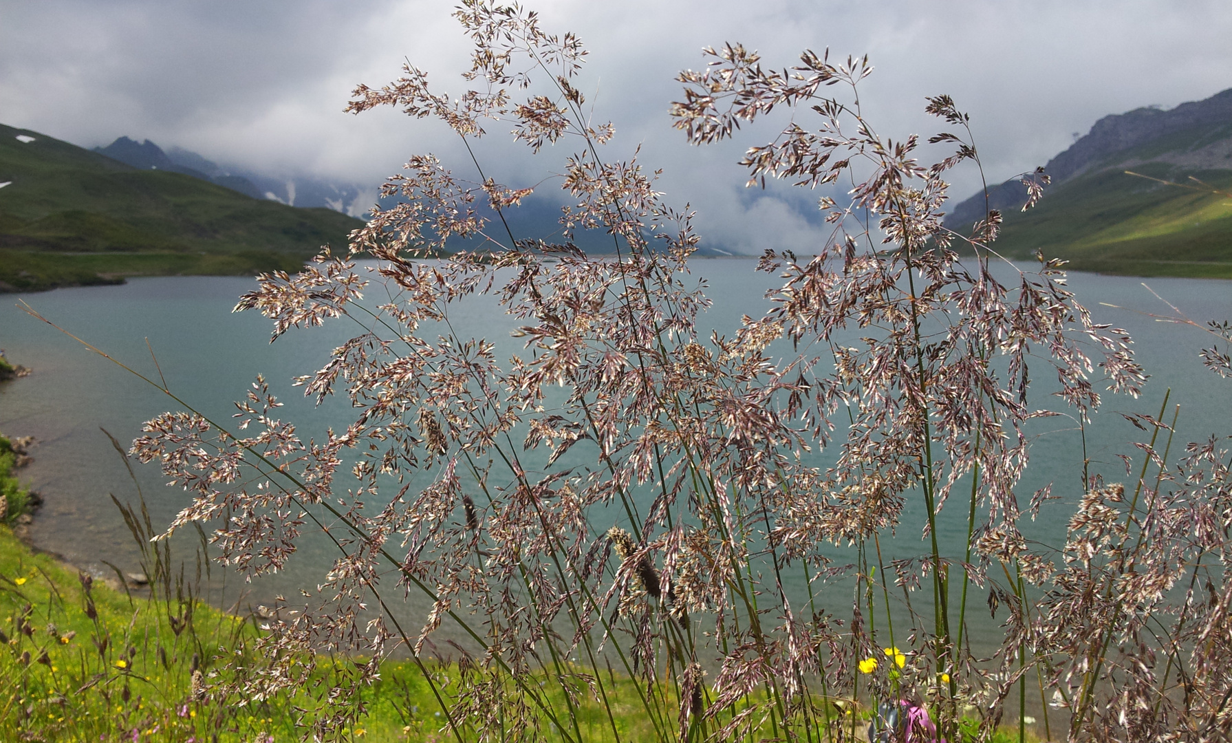 Gras im Sonnenlicht