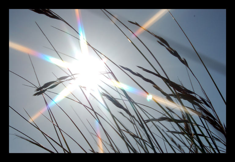 Gras im Sonnenschein