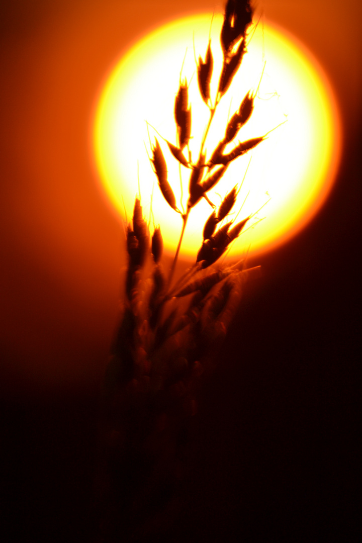 Gras im Sonnenuntergang