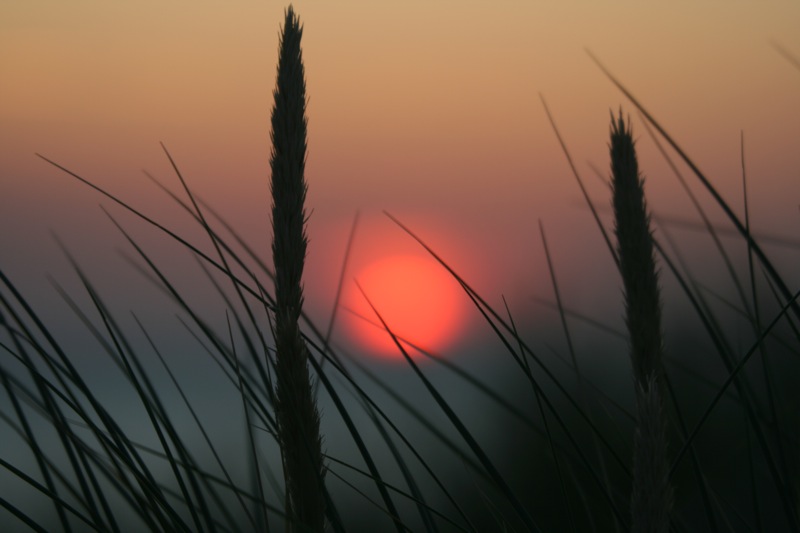 Gras im Sonnenuntergang