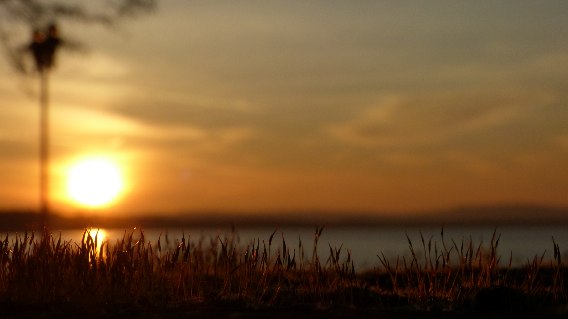 Gras im Sonnenuntergang