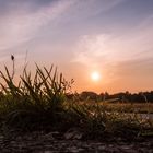 Gras im Sonnenuntergang