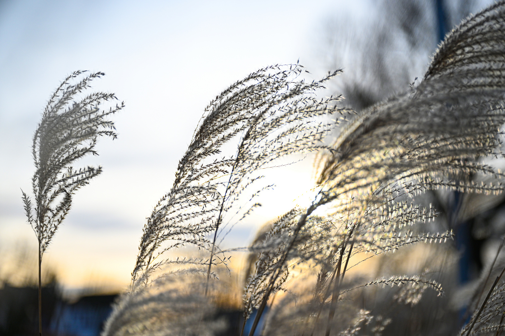 Gras im Sonnenuntergang