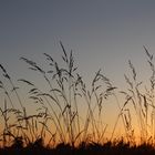 Gras im Sonnenuntergang