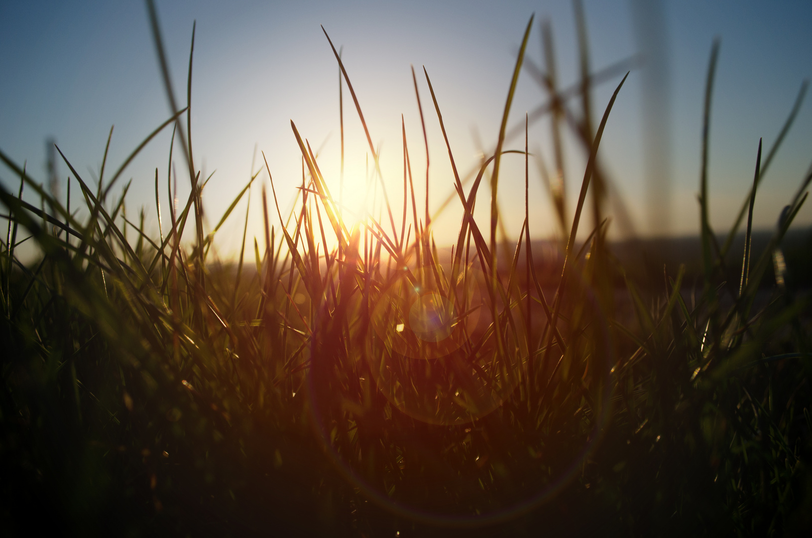 Gras im Sonnenuntergang