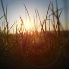 Gras im Sonnenuntergang