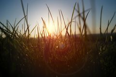 Gras im Sonnenuntergang