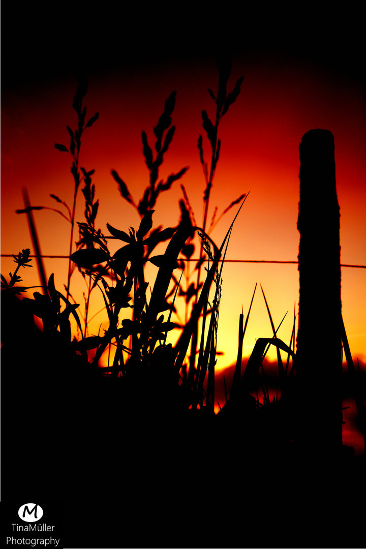 Gras im Sonnenuntergang