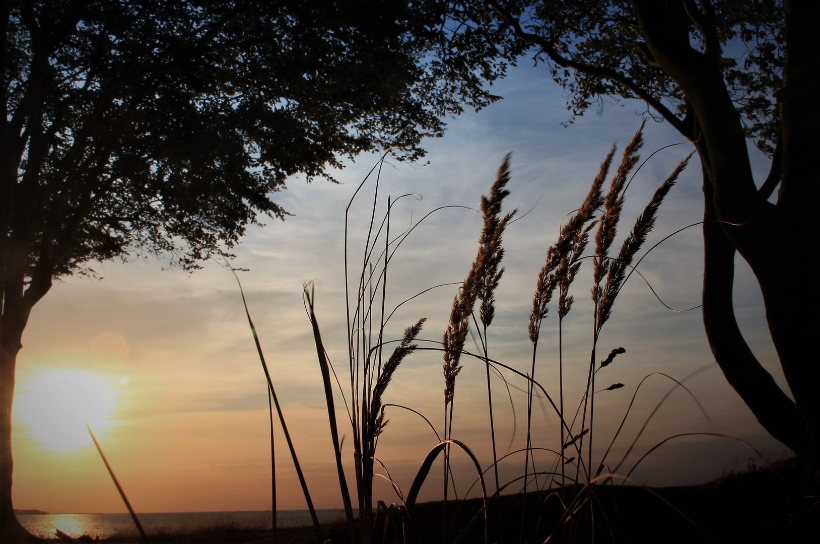 Gras im Sonnenuntergangslicht