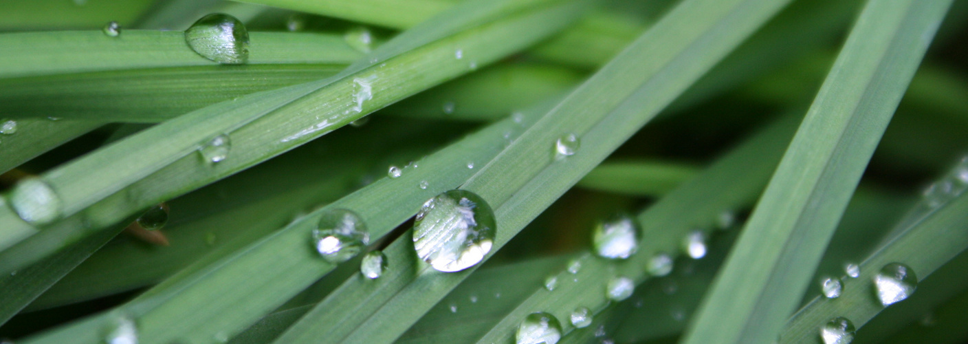 Gras im Wald