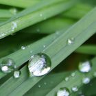 Gras im Wald