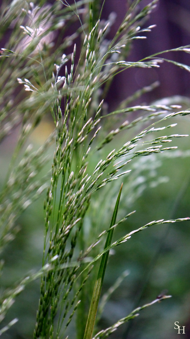 Gras im Wald