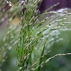 Gras im Wald