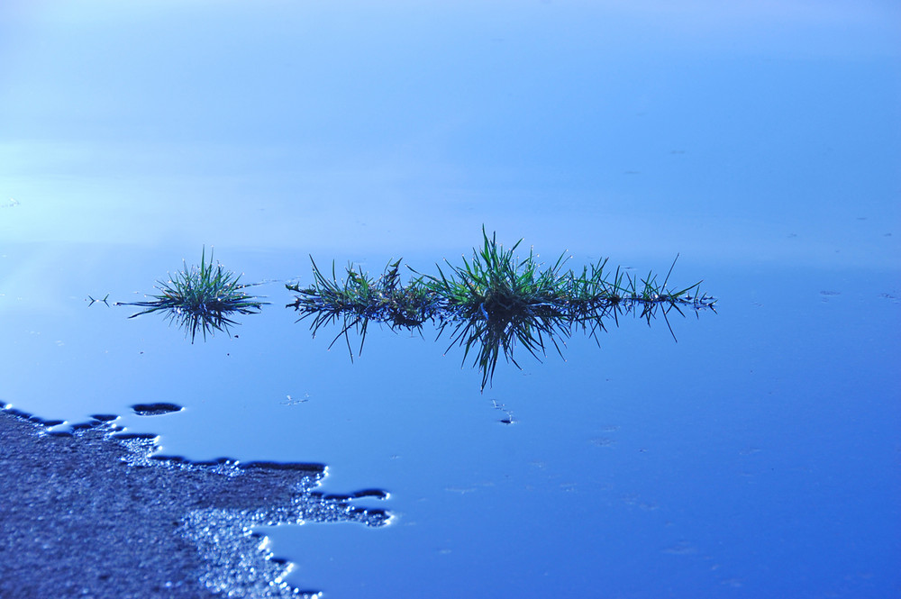 Gras im Wasser 2