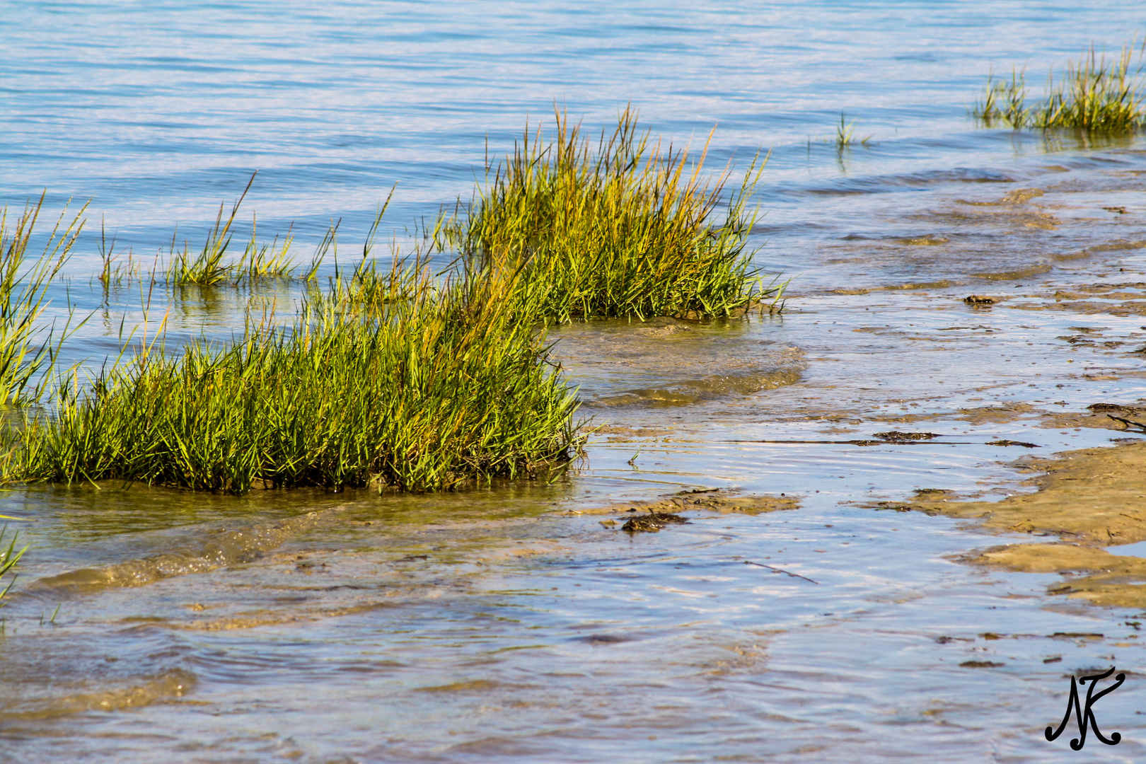 Gras im Wasser