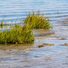 Gras im Wasser