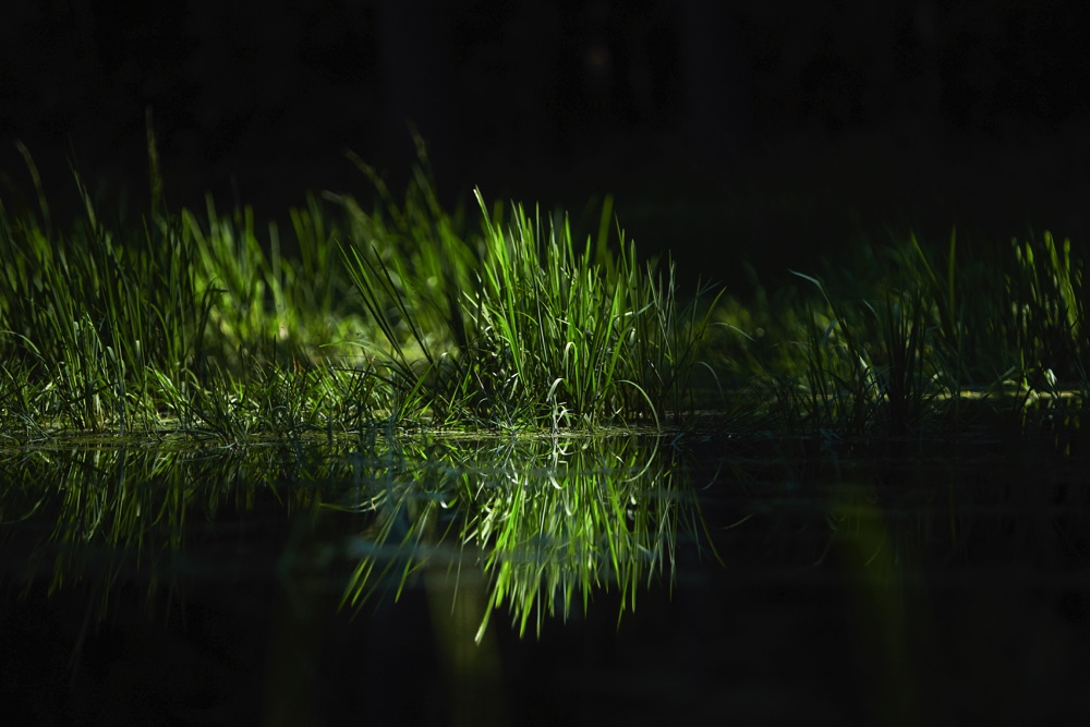 Gras im Weiher