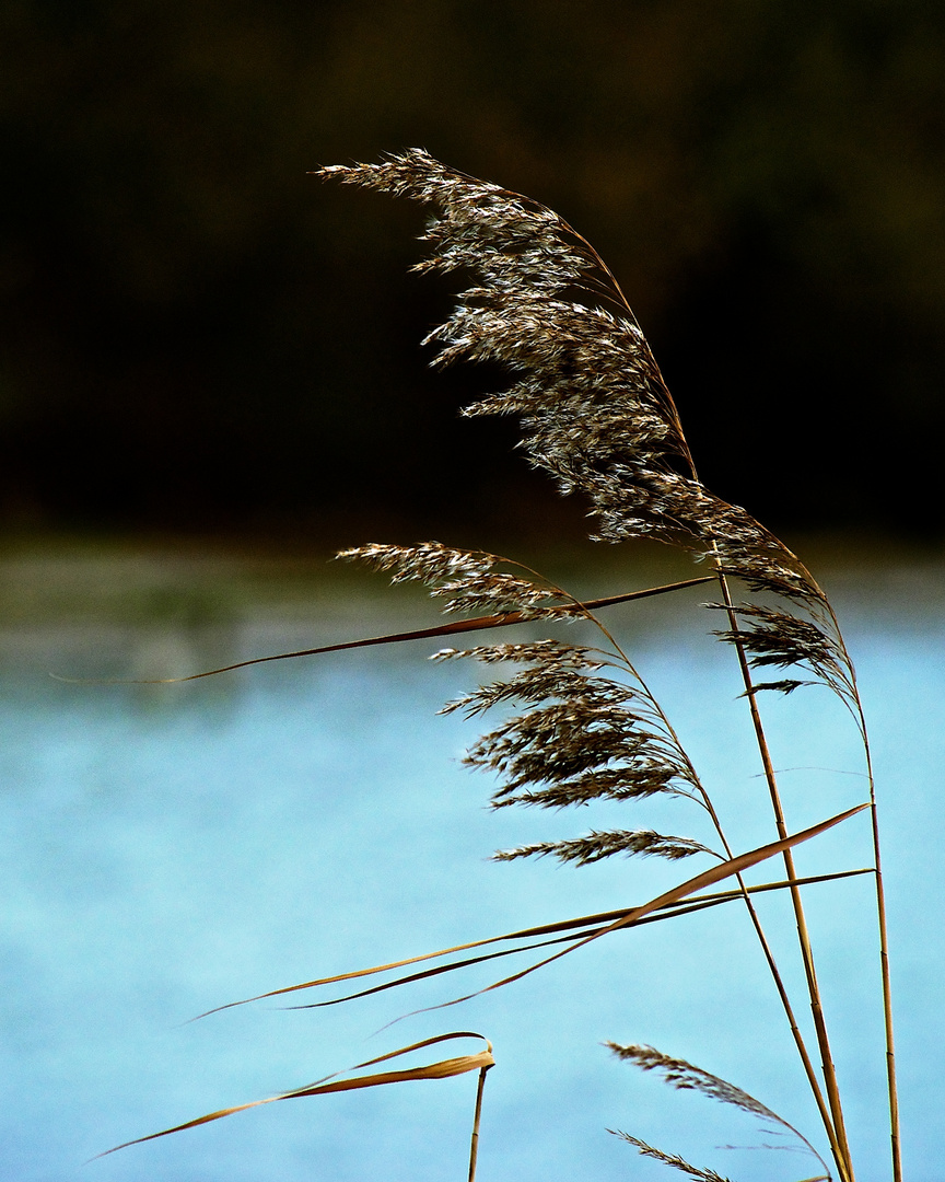 Gras im Wind