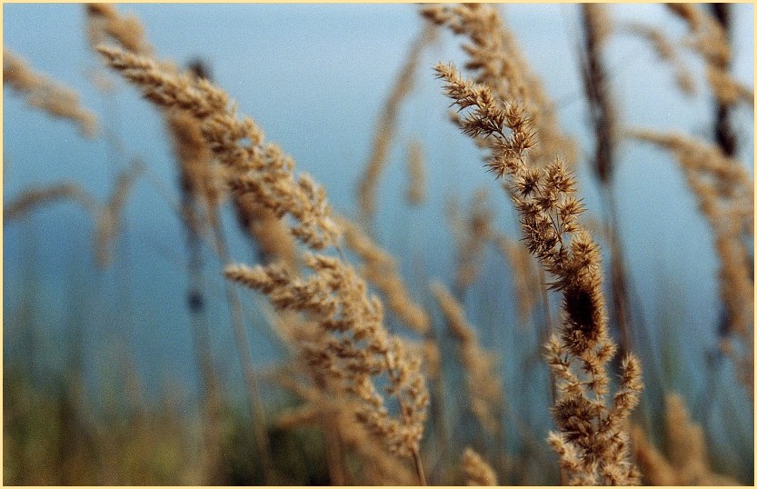 Gras im Windhauch (2)