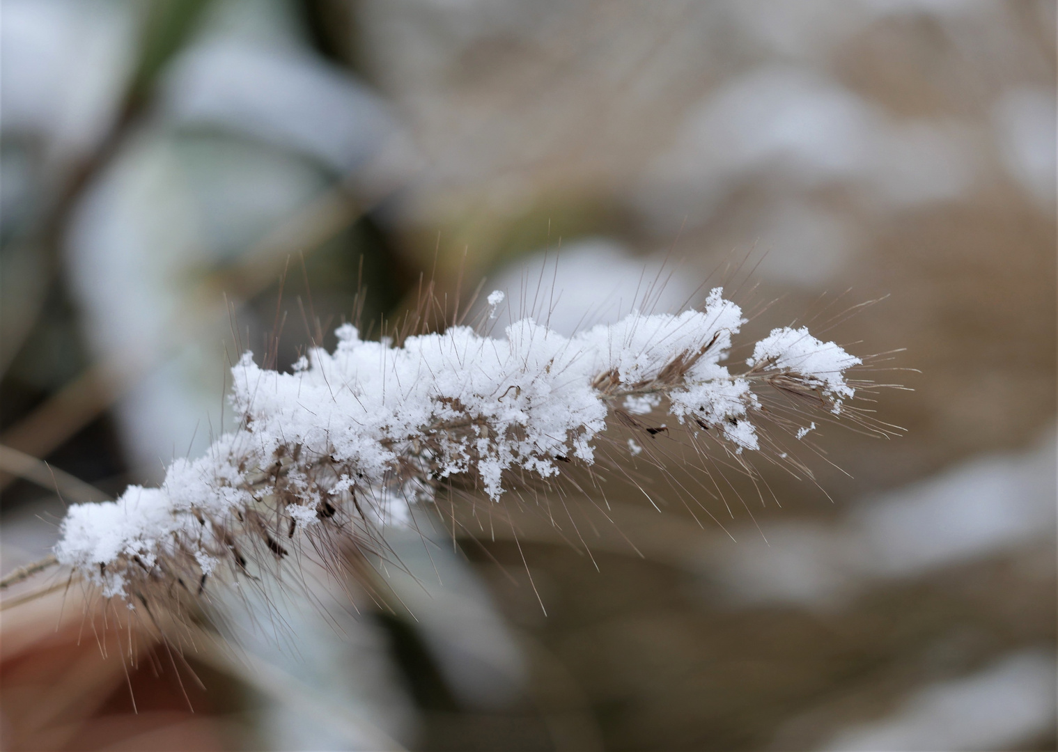 Gras im Winter