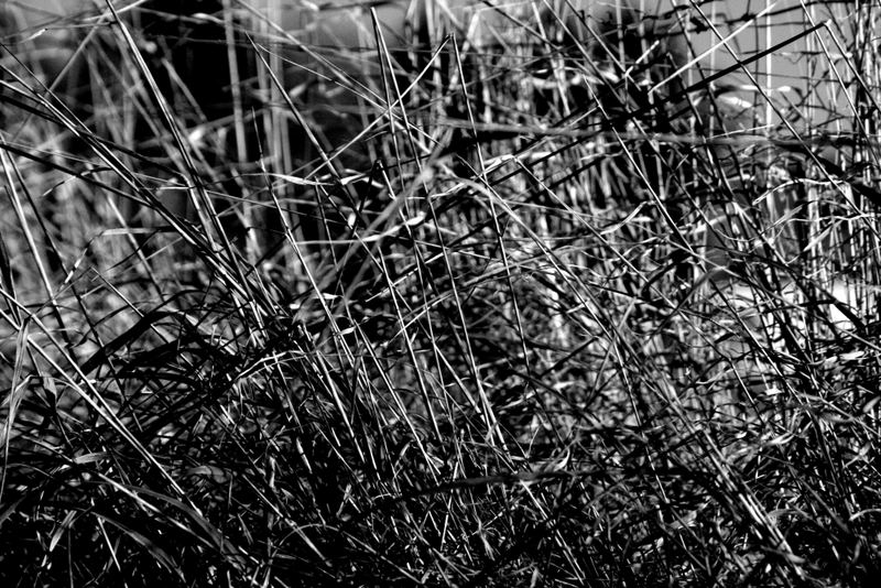 Gras im Winter