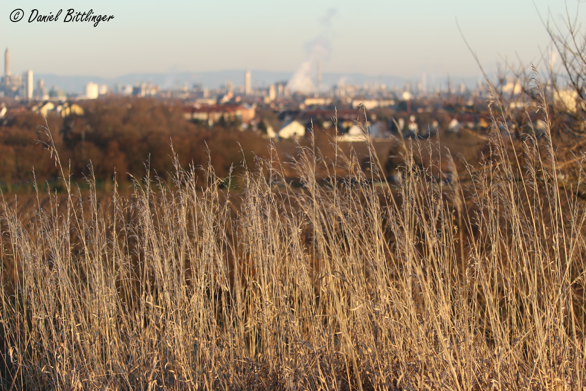 Gras im Winter mit Industriestadt im Hintergrund