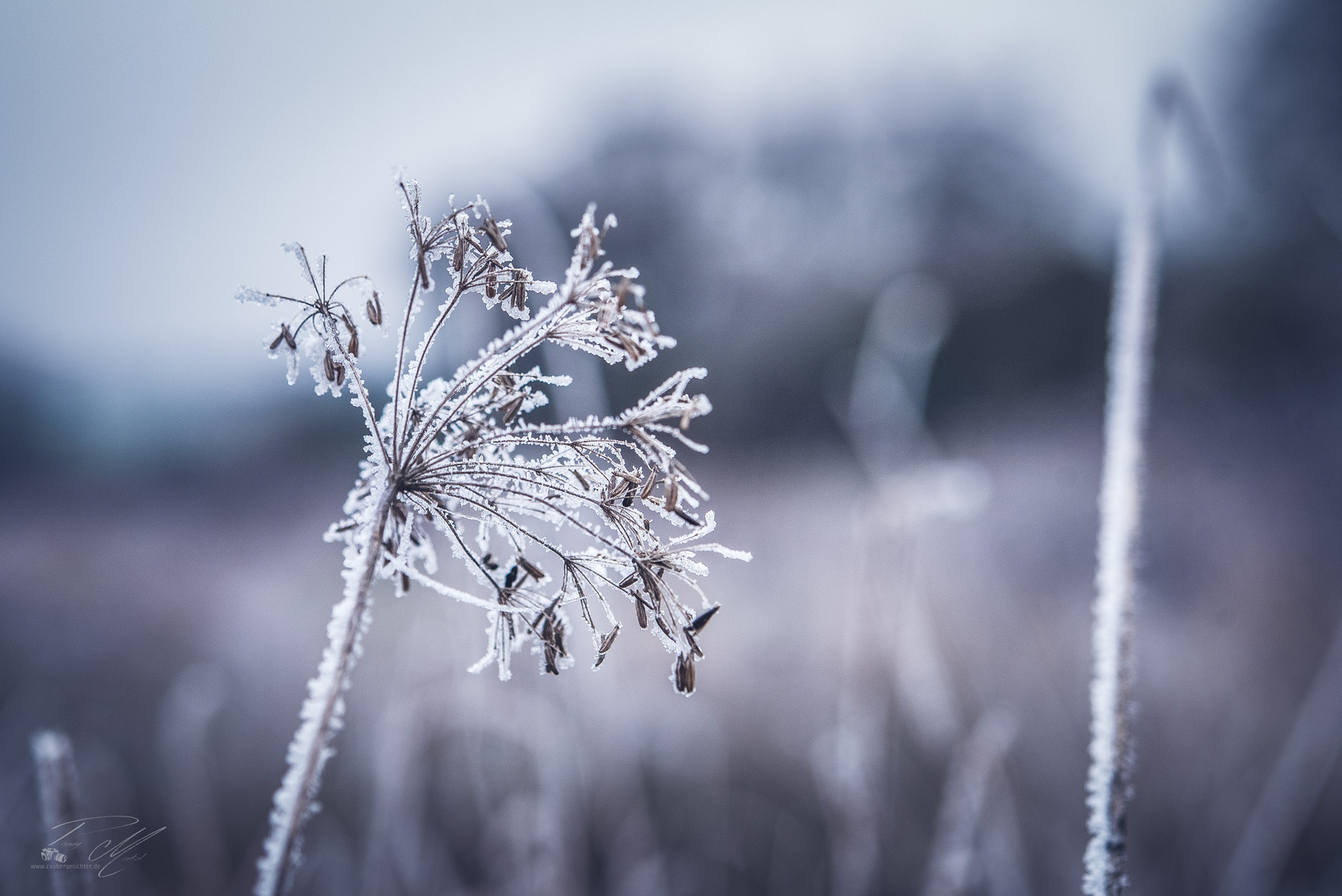 Gras im Winterlook