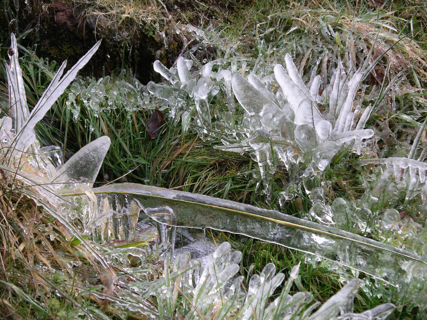 Gras im Wintermäntel´chen