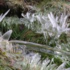 Gras im Wintermäntel´chen