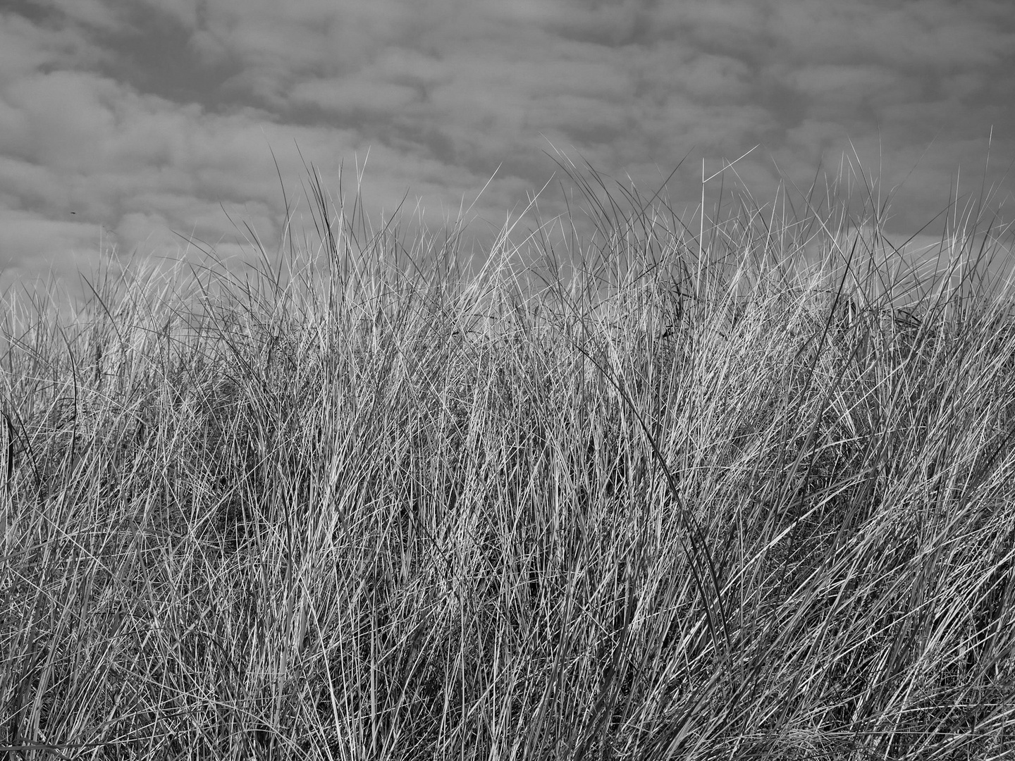 Gras in den Dünen