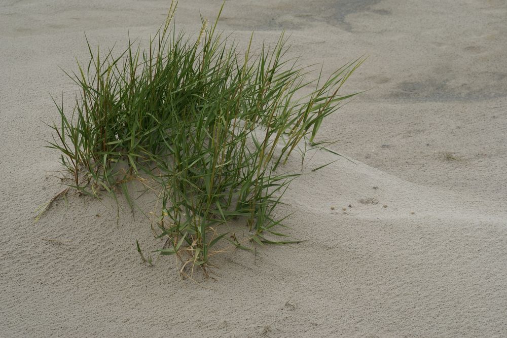 Gras in den Dünen.