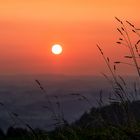 gras in der abendsonne fc