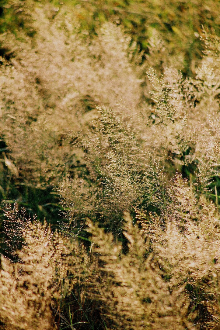 Gras in der Abendsonne