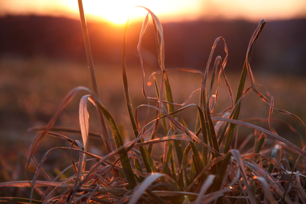 Gras in der Dämmerung