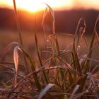 Gras in der Dämmerung