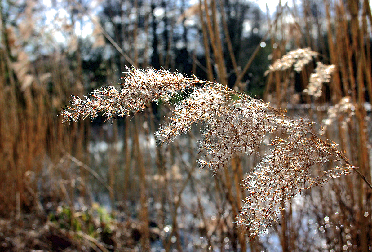 Gras in der Frühlingssonne