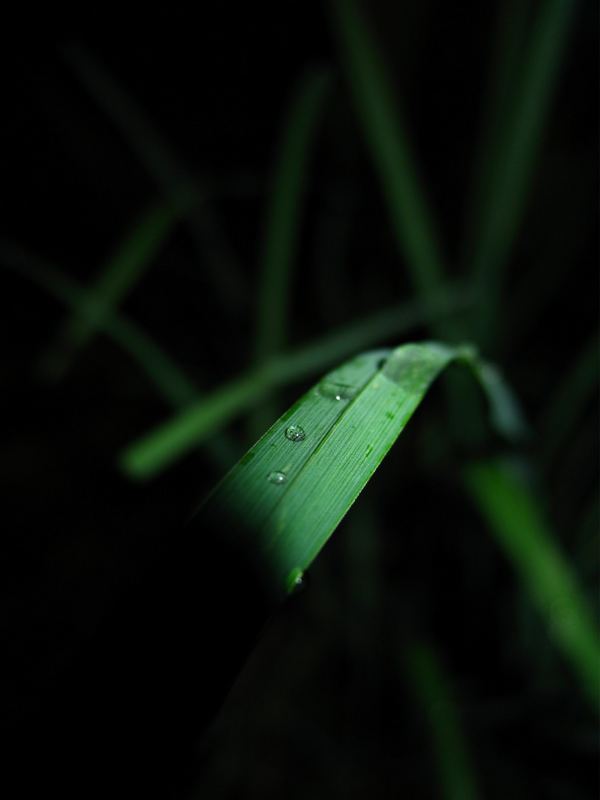 Gras in der Gewitternacht