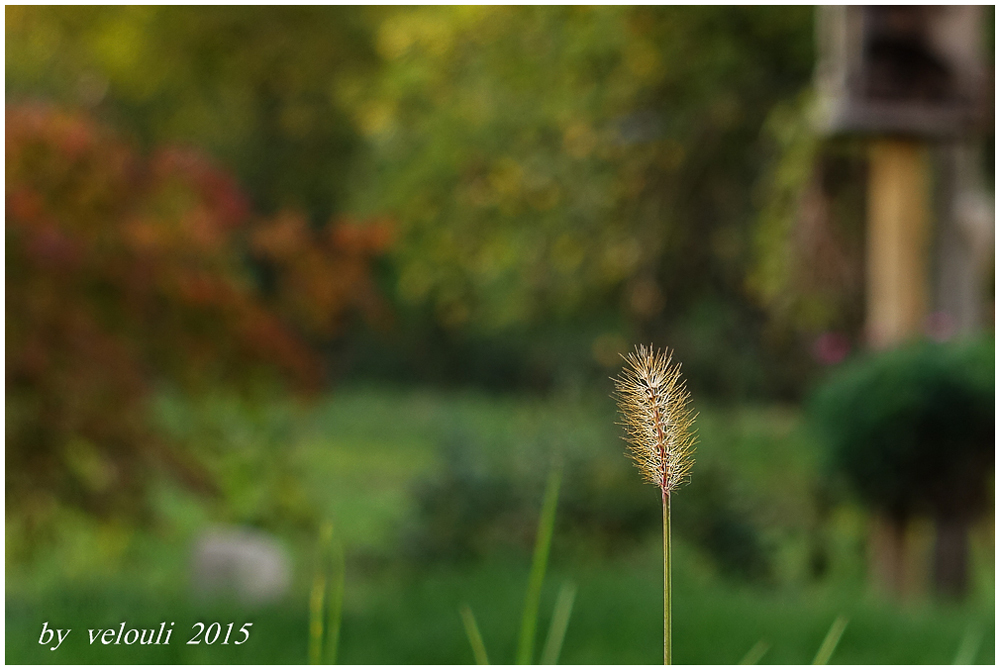 Gras in der Herbst-Abend-Sonne