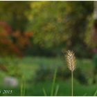 Gras in der Herbst-Abend-Sonne