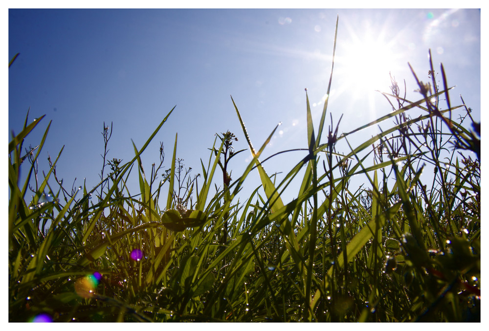 Gras in der morgen Sonne