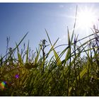 Gras in der morgen Sonne