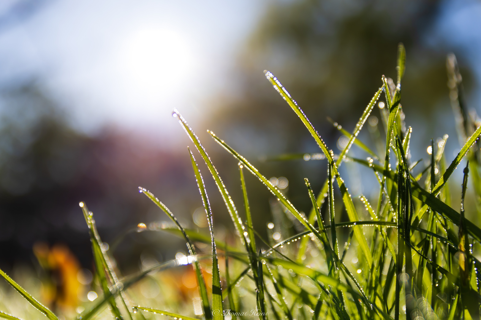 Gras in der Morgensonne