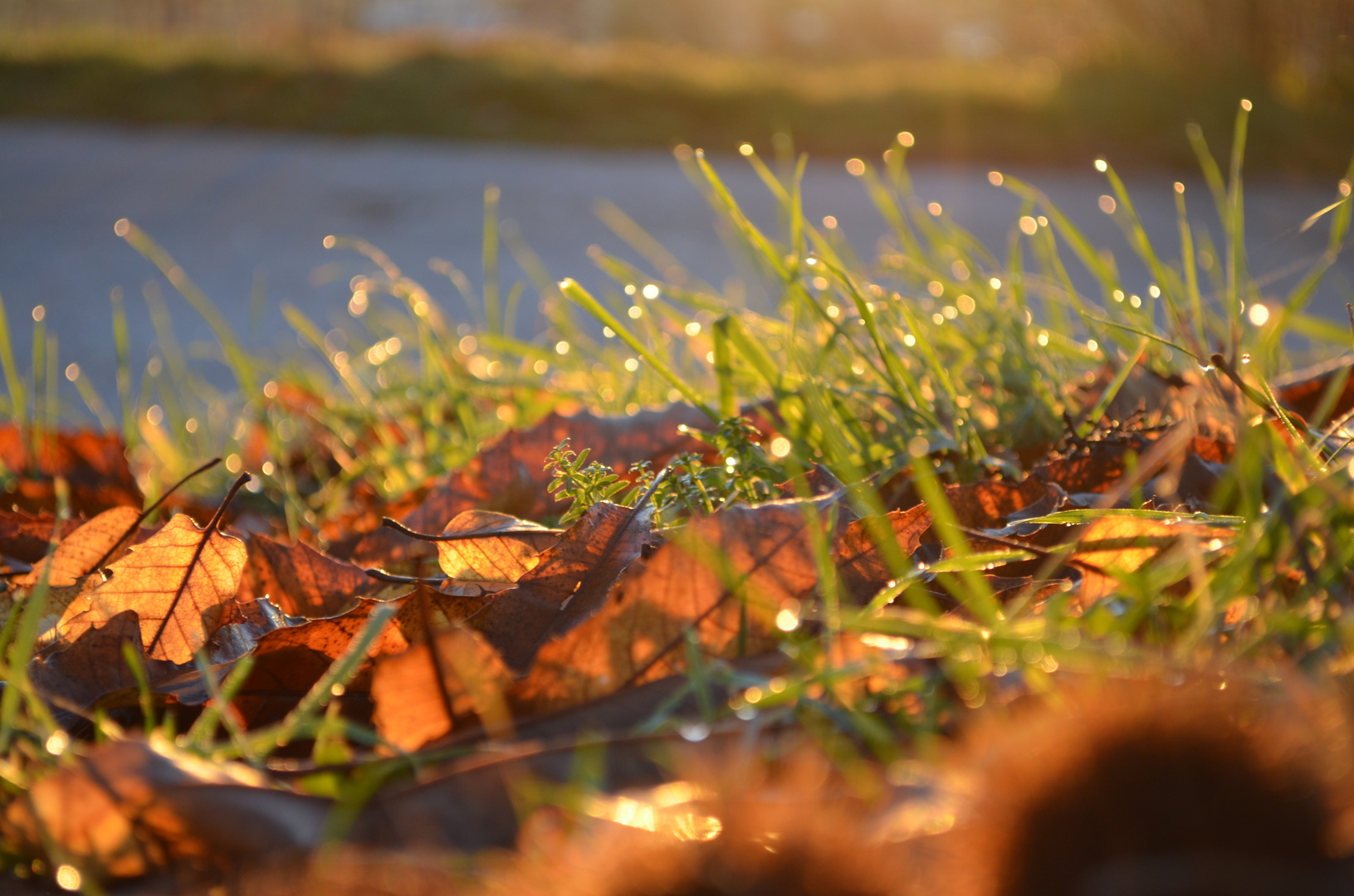 Gras in der Morgensonne