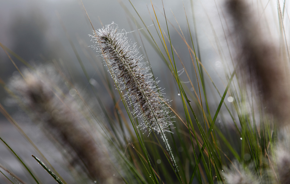 Gras in der Sonne ...