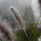 Gras in der Sonne ...