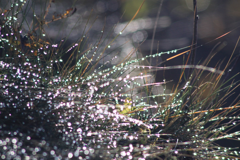 Gras in der Sonne