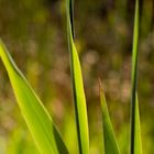 Gras in der Sonne