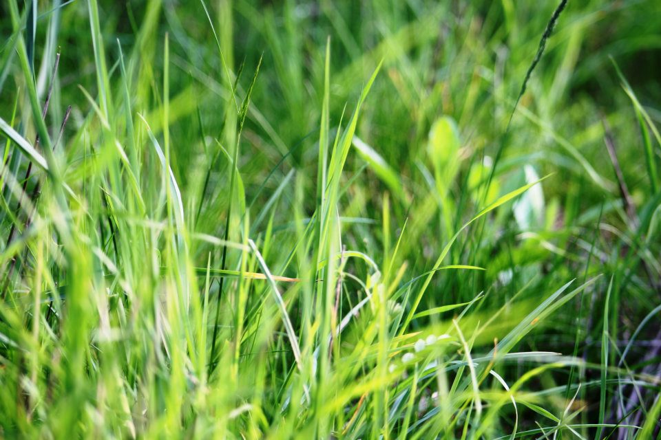 Gras in der Sonne