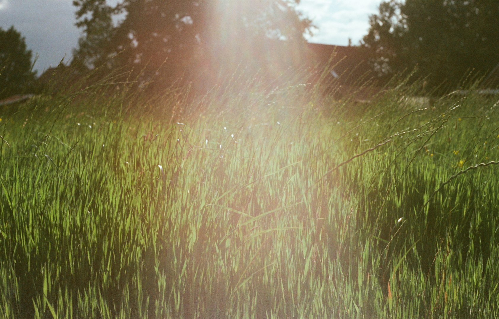 Gras in der Sonne