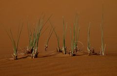 Gras in der Wüste